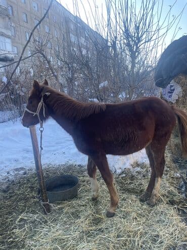 животные лошадь: Продаю | Жеребенок | Конный спорт — 3