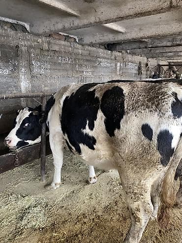 А\ч жаныбралары үчүн товарлар жана шаймандар: Сатам | Кунаажын — 1