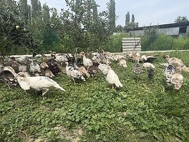 дорпер овцы: Продаю | Индюшата | Полукровка | Для разведения | Племенные — 1