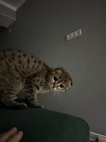Продажа кошек: Скотиш Фолд (Шотландская вислоухая), 1 год, Девочка, Приучена к лотку, Проглистована, С прививками — 2