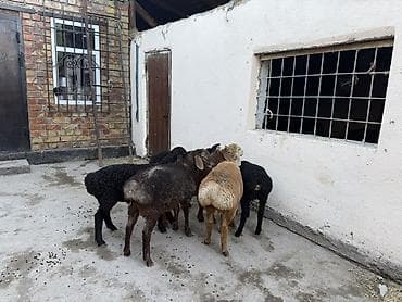 мучные черви купить: Продаю | Овца (самка) | Для разведения | Ярка — 8