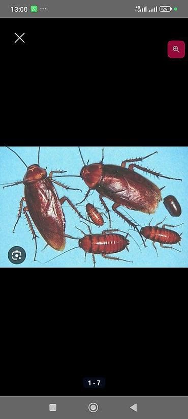 Килемдерди жуу: Дезинфекциялоо, дезинсекциялоо, | Канталалар, | Батирлер — 7