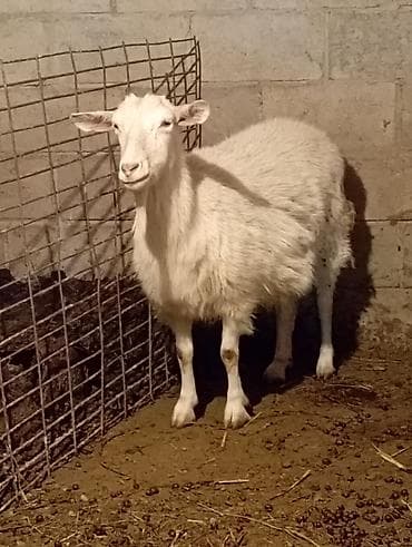 дойный каза: Продаю | Коза (самка), Козёл (самец) | Зааненская — 1