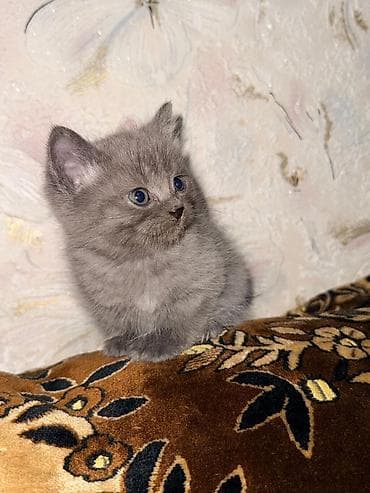 сиамская кошка стоимость: Скотиш Фолд (Шотландская вислоухая), 1 месяц, Мальчик, Серый — 5