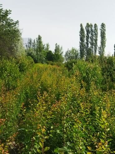 уголь каракече бешсары шабыркуль каражыра доставка бишкек купить фото: Саженцы плодовых деревьев (полевая плантация) - Ровные ряды молодого — 1