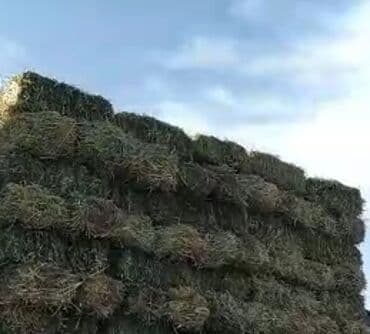 Грызуны: Чоп аралаш камыш сатылат доставка мн — 1