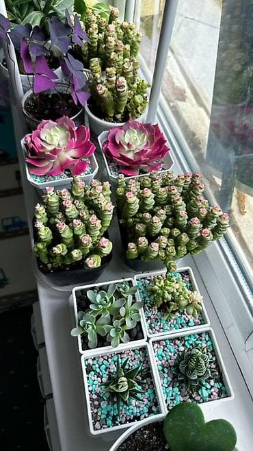 благие знамения: 1 горшогу 500 сомдон белекке соонун болот👍 Коллекция суккулентов и — 2