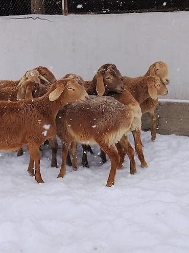 бээлер сатылат: Сатам | Ургаачы кой (ургаачы) | Арашан | Көбөйтүү үчүн — 2