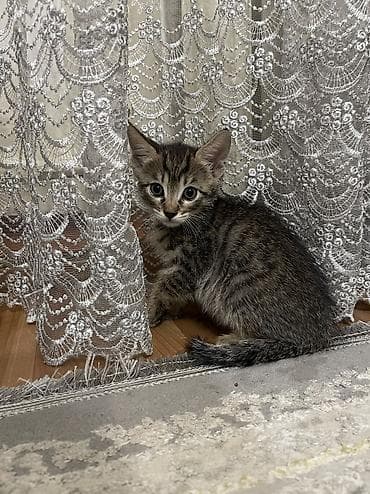 Кошки: Кошка даром: Беспородная, 2 месяца, Мальчик, Приучена к лотку — 3