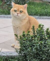 отдам котенка в добрые руки: 1 жаш, Ургаачы, Эмделген — 2