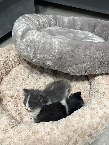 кошка арча бешик: Мягкие лежанки для кошек и котят - Круглая форма с высокими бортиками — 1
