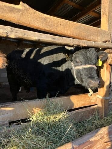 продаю музоо торпок корова самка бык самец айрширская ангус алатауская на забой для разведения на откорм племенные нетель привязанные: Продаю | Бык (самец) | На откорм | Привязанные — 1