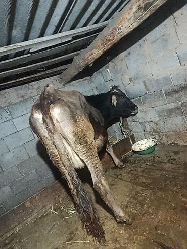 тоок сатам: Сатам | Уй (ургаачы) | Сүт алуу үчүн | Асыл тукумдуу — 6