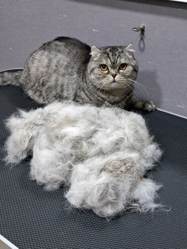 арабский конь: Груминг кошек. Вычес, стрижка, купание

находимся в центре города — 9