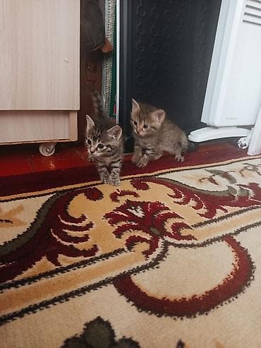 тайган собаки: Котята, домашние, короткошёрстные. Описание: - Окрас: тигровые табби — 2