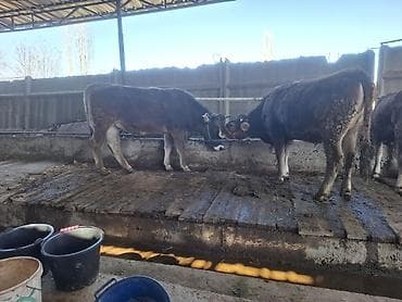 Үй жаныбарлары үчүн товарлар: Сатам | Уй (ургаачы) | Швиц | Сүт алуу үчүн | Бооз — 1