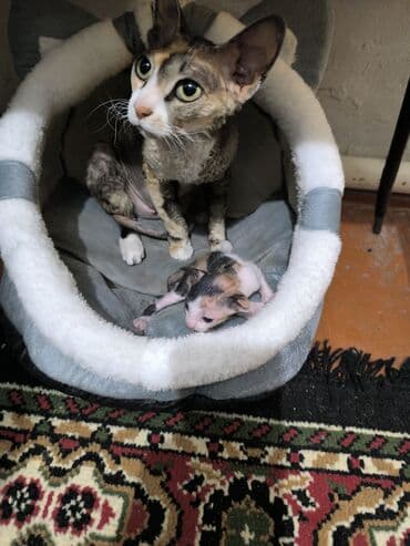 мексиканская голая собака: Порода: корниш-рекс В продаже котёнок- девочка, д/р 15/11/25. В — 7