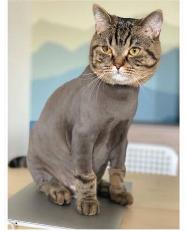 Груминг кошек. Вычес, стрижка, купание

находимся в центре города