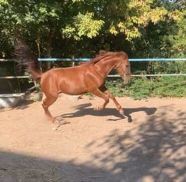 купить стаффордширского терьера: Продаю | Кобыла (самка) | Полукровка, Английская, Дончак | Конный спорт, Для разведения | Племенные — 1