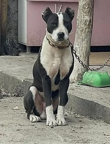 Собака среднего-крупного размера с короткой гладкой шерстью