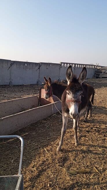 послушный собака: Ослы (пара) - Домашние ослы, на фото два животных в недоуздках - — 1