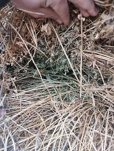 Аквариумдар: Сено/люцерна в стожках - Кормовое сено с высоким содержанием люцерны — 2