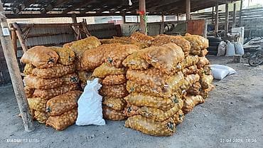 чистка мора: Картошка Оптом — 2