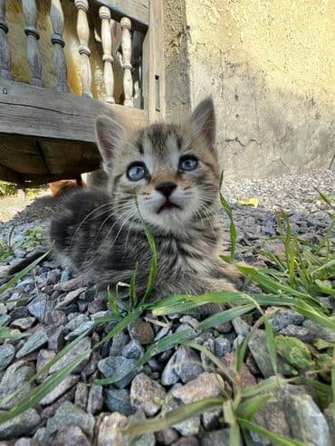 домашние кошки: Котёнок тигрового окраса Отдам бесплатно в добрые руки - Порода — 1