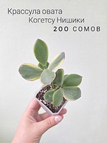 саженцы даром: 🌿 Комнатные цветы (укоренённые черенки/молодые растения/взрослые — 9
