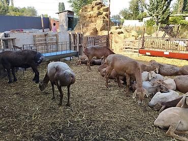 Продам с/х животных: Продаю | Овца (самка) | Арашан | Для разведения | Матка — 3