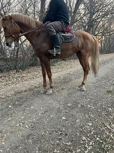 пудель карликовый: Продаю | Жеребенок | Рабочий — 1