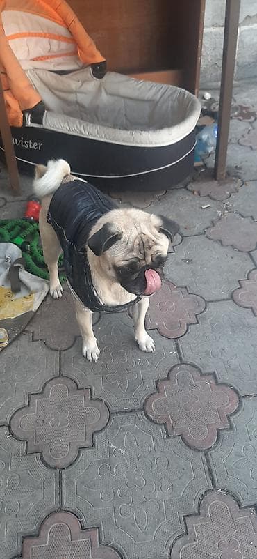 Продажа собак: Мопс, 2 месяца, Самец — 6