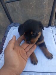 Ит кууту: Продаётся щенки Ротвейлра. Родились 08.10.2025 Щенки — 4