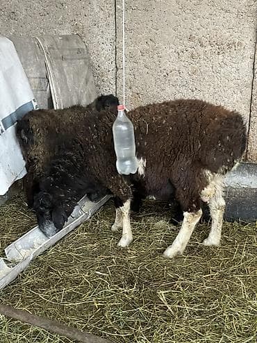 Продаю | Овца (самка) | Для разведения at lalafo.kg Продаю | Овца (самка) | Для разведения