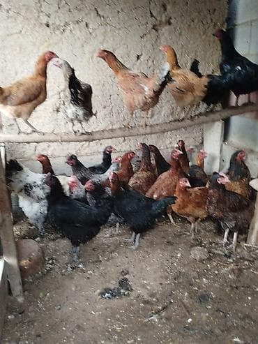 Грызуны: Тооктор сатылат жаш 28 тоок 1 короз бар активный алмашу жолдору бар — 2