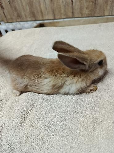 Продаю Кроликов декоративных, Отличный выбор для семьи и детей