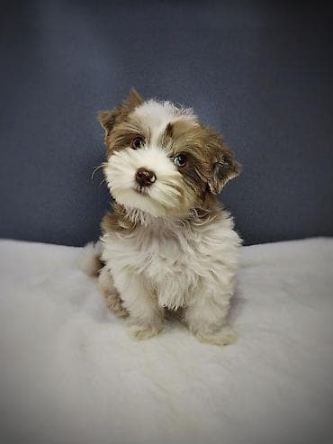 хаски щенок купить: Йоркширский терьер, 3 месяца, Самец, С прививкой, С родословной — 3