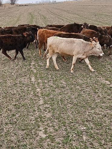 с теленком: Продаю | Тёлка | Полукровка | На откорм — 4