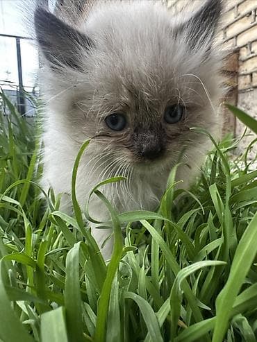 шотландская веслоухая кошка: Рэгдолл, 1 месяц, Мальчик, Приучена к лотку — 1