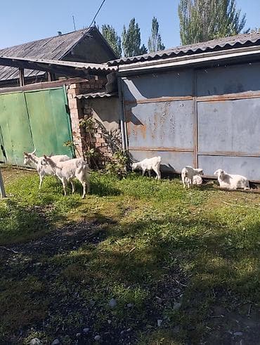 парода эчки: Продаю | Коза (самка) | Зааненская | Для разведения | Племенные — 10