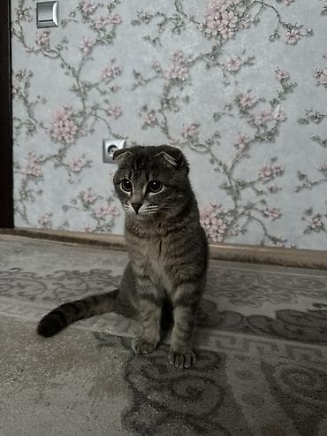 русская серая кошка: Шотландский вислоухий котик (Scottish Fold) - Окрас: серый — 2