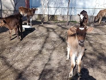 Продаю | Бык (самец) | Алатауская | Для разведения | Искусственник