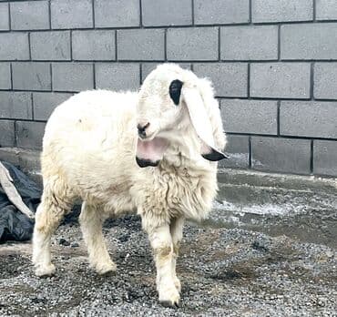 купить шерсть овечью: Продаю | Баран (самец), Овца (самка), Ягненок | Арашан, Гиссарская, Долан | Для разведения | Котные, Племенные, Осеменитель — 2