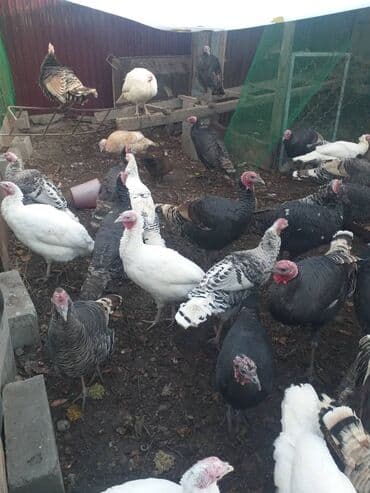 домашние птицы: Продаю | Индюк (самец) | Для разведения — 3