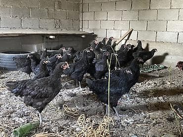 жил азык: Сатам | Тооктор | Көбөйтүү үчүн — 2