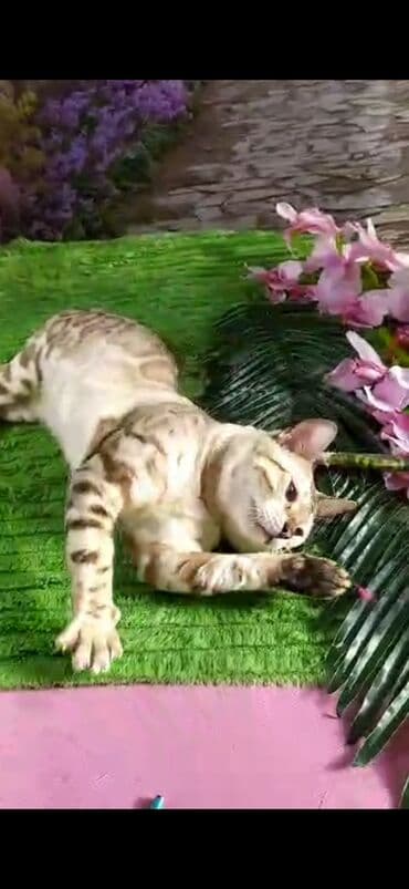 рэгдолл цена бишкек: Бенгал, 2 жаш, Эркек, Ак, Бычылган, Лотокко барууга үйрөтүлгөн, Курттардан тазаланган — 30