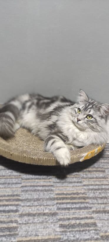 приют для котят бишкек: Вязка: Сибирская, Мальчик, 1 год, С прививками, Серебристая шиншилла — 6