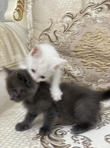 котята сфинкса: Котята домашние, игривые и ласковые - Возраст: 1,5месяца (малыши — 7