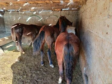 собака долматинец: Продаю | Жеребенок | Рабочий — 3