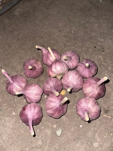 чеснок в большом количестве: Чеснок — 1